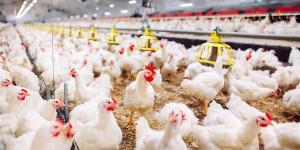 سعر الفراخ البيضاء اليوم الأحد.. تحديثات بورصة الدواجن 2026