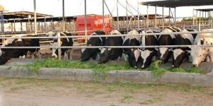 طالب مصري يحول مخلفات الحيوانات إلى غاز