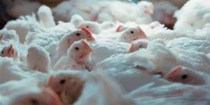 سعر الفراخ البيضاء اليوم الثلاثاء يشعل الأسواق من جديد