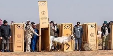 بالتعاون مع هيئة محمية الإمام تركي..«الفطرية»: إطلاق 124 كائناً مهدداً بالانقراض