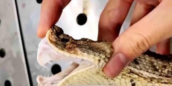 صيني يفقد إبهامه بسبب لدغة ثعبانه الأليف