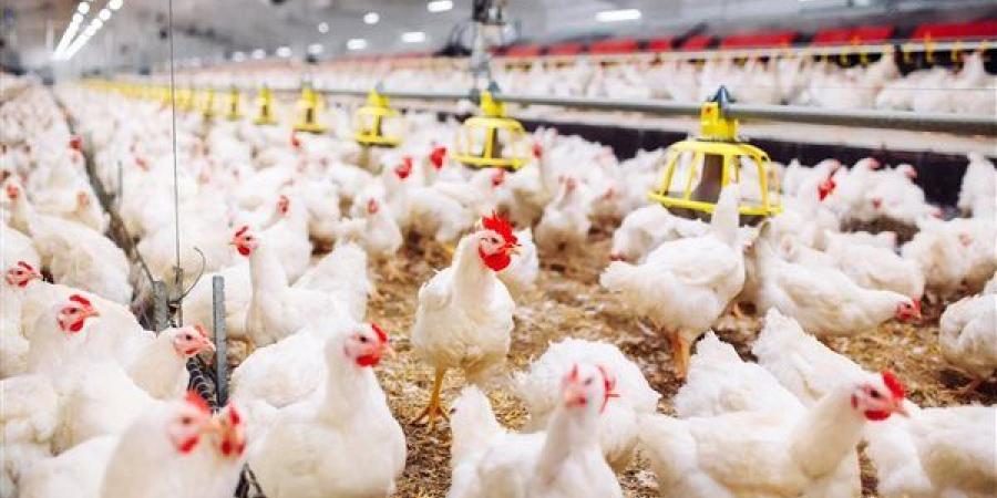 سعر الفراخ البيضاء اليوم الأحد.. تحديثات بورصة الدواجن 2026