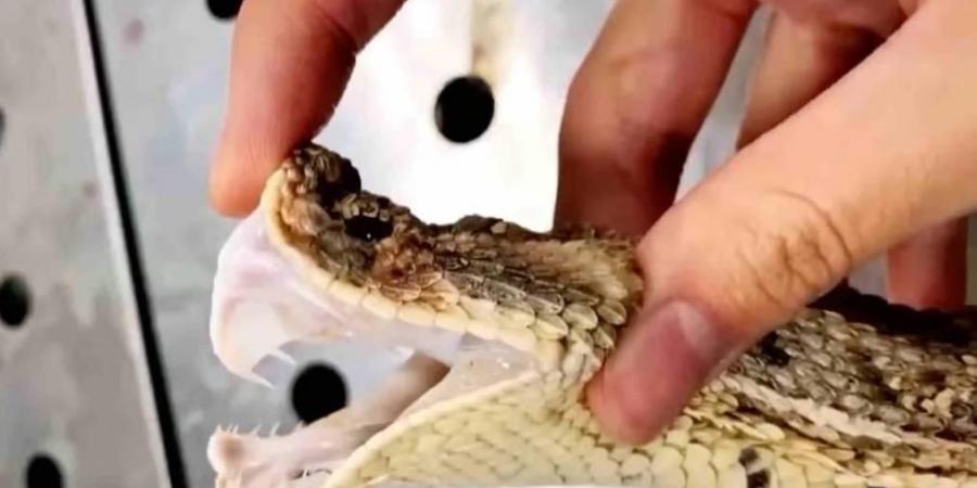 صيني يفقد إبهامه بسبب لدغة ثعبانه الأليف
