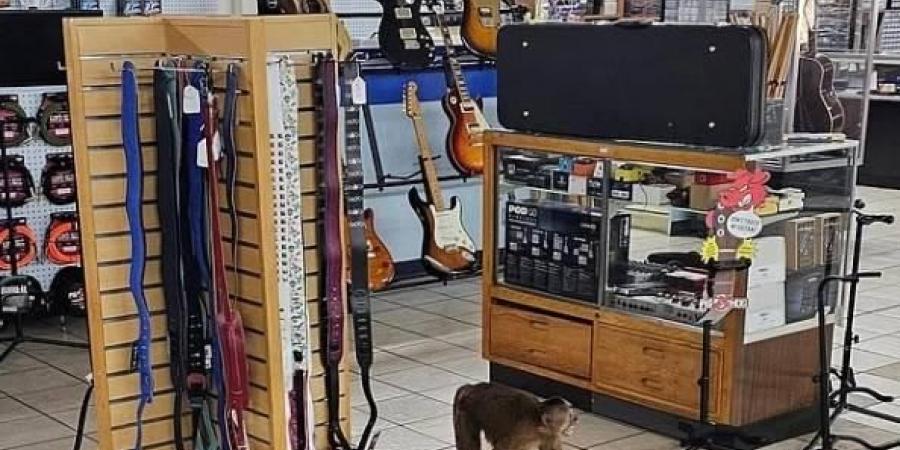 قرد يثير فوضى في متجر للآلات الموسيقية بأمريكا