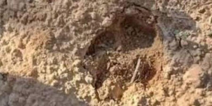 عاجل/ آخر مستجدات عمليات البحث عن الحيوان المفترس في قابس..